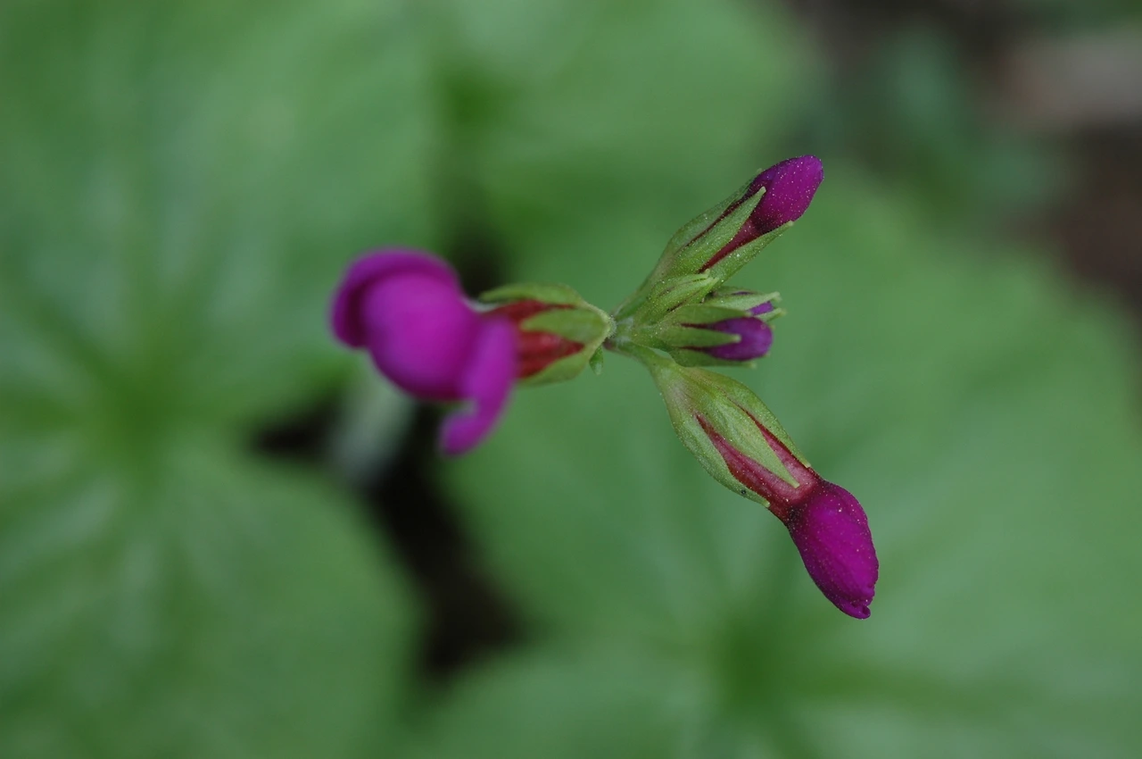 2005-04-30 점봉산 1차 조사 (282).JPG