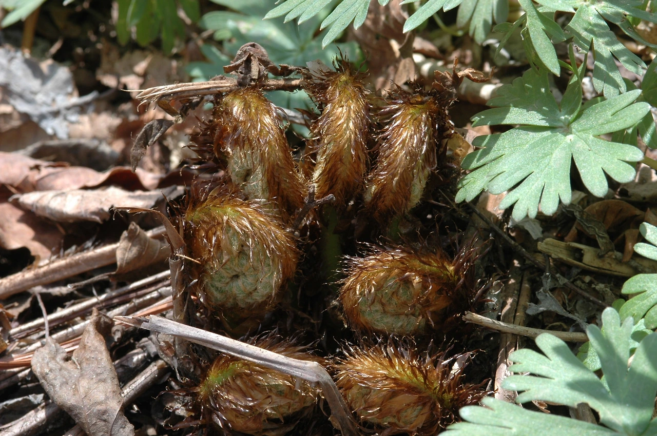 2005-04-30 점봉산 1차 조사 -관중-02.JPG