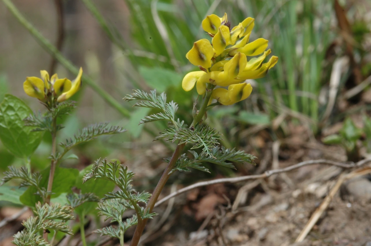 2005-04-30 점봉산 1차 조사 -산괴불주머니-05.JPG