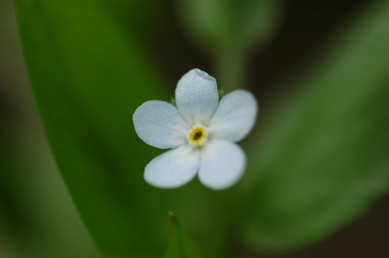 2005-04-30 점봉산 1차 조사 (253).JPG