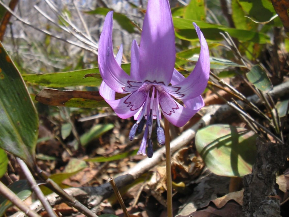 %EC%96%BC%EB%A0%88%EC%A7%801.JPG?type=w1