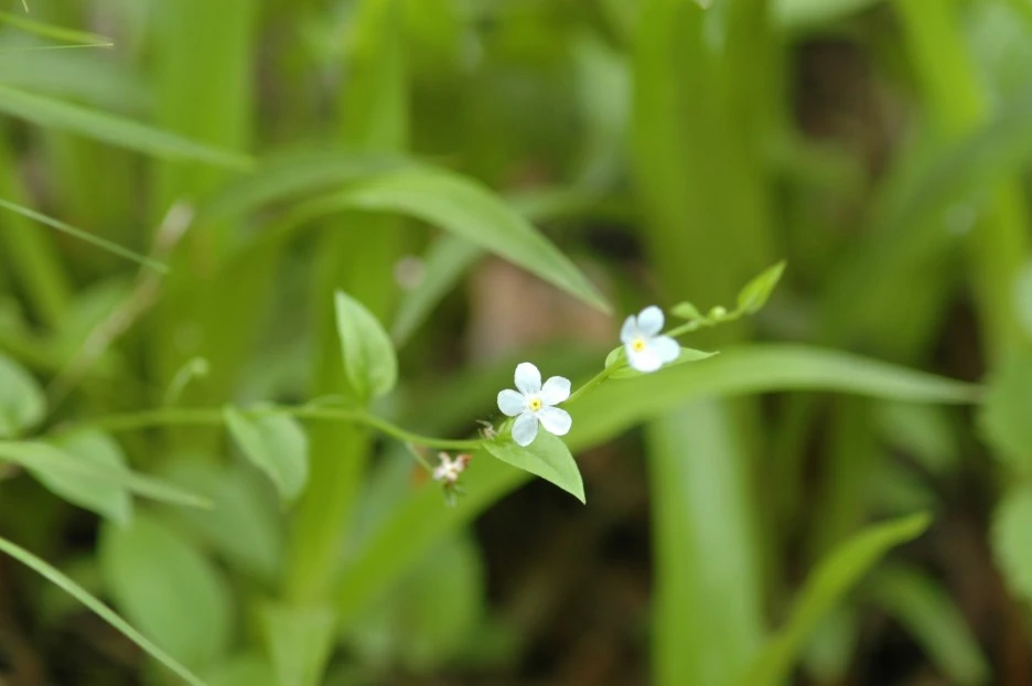 2005-05-2205-23_2%EC%B0%A8_%EC%A1%B0%EC%82%AC-%EC%B0%B8%EA%BD%83%EB%A7%88%EB%A6%AC-1.JPG?type=w1