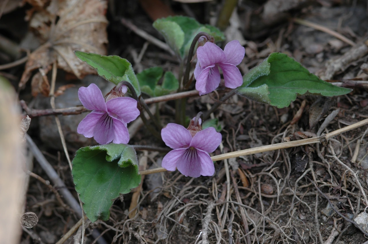 2005-04-30 점봉산 1차 조사 (42).JPG