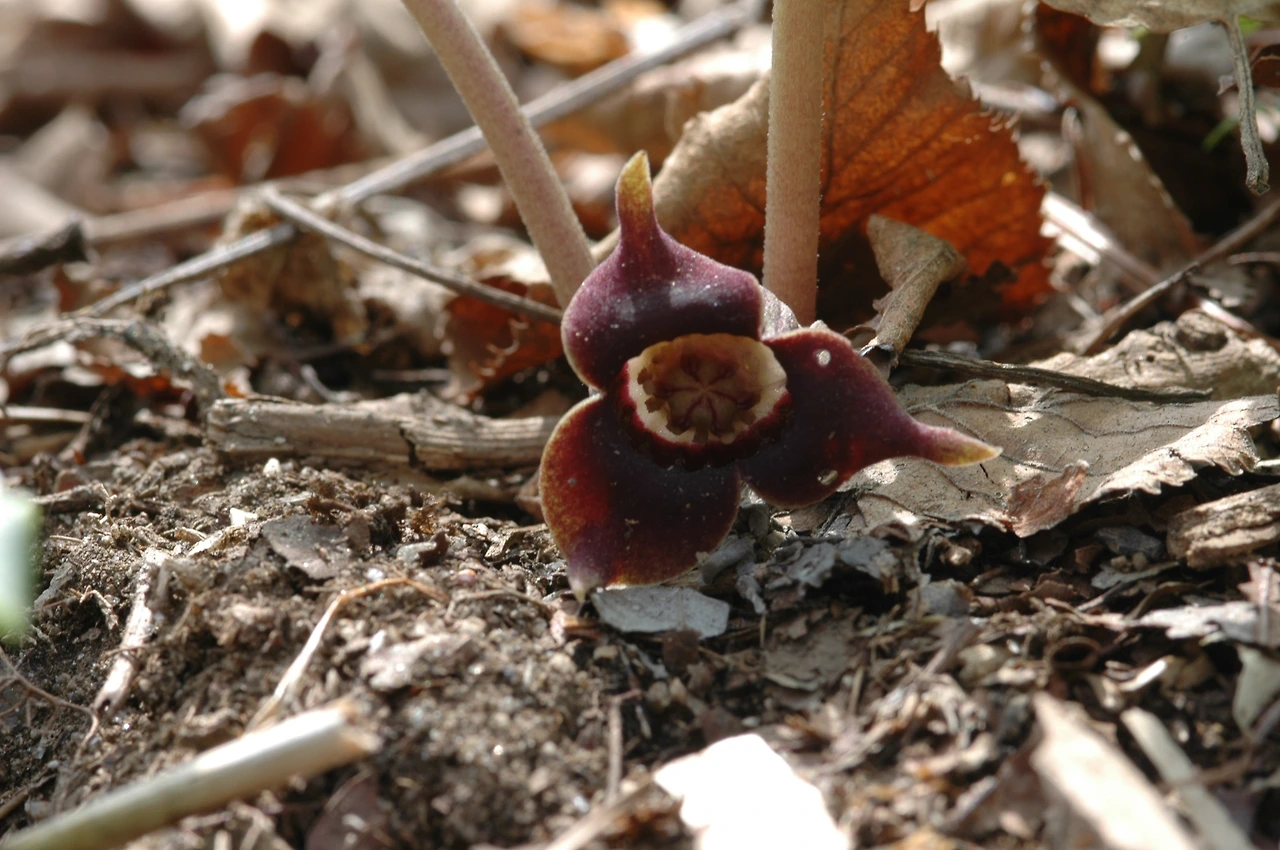 2005-04-30 점봉산 1차 조사-족두리풀-03.JPG