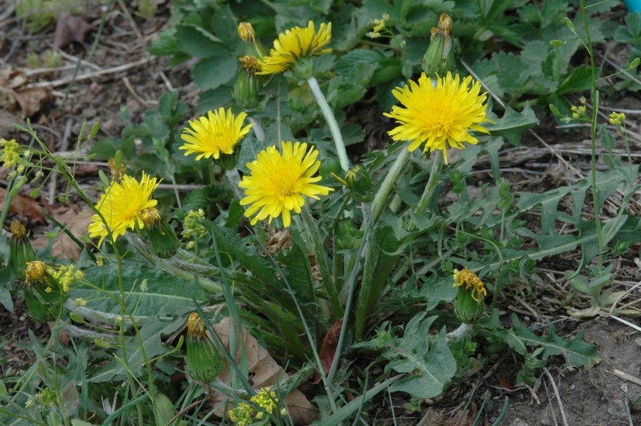 2005-05-01-%EB%AF%BC%EB%93%A4%EB%A0%88-1.JPG?type=w1