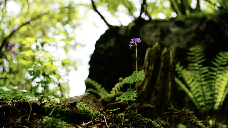 %ED%81%B0%EC%95%B5%EC%B4%88.png?type=w1