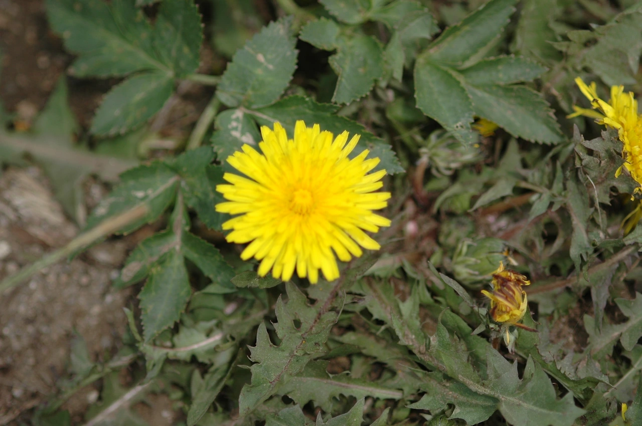 2005-05-22~05-23 2차 조사-민들레-1.JPG