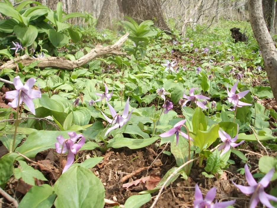 DSCF2168.JPG?type=w1