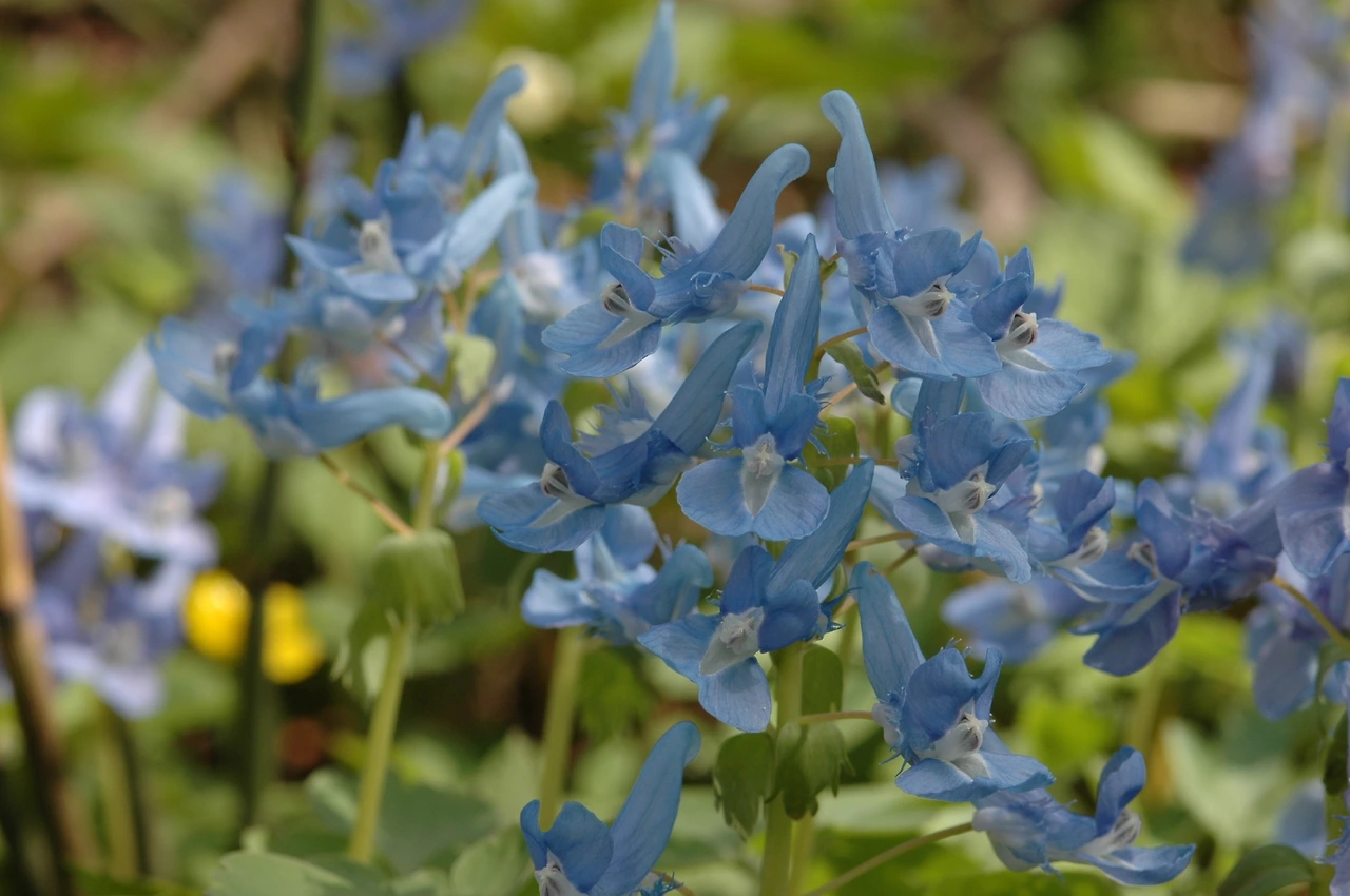 2005-04-30 점봉산 1차 조사 -왜현호색-06.JPG