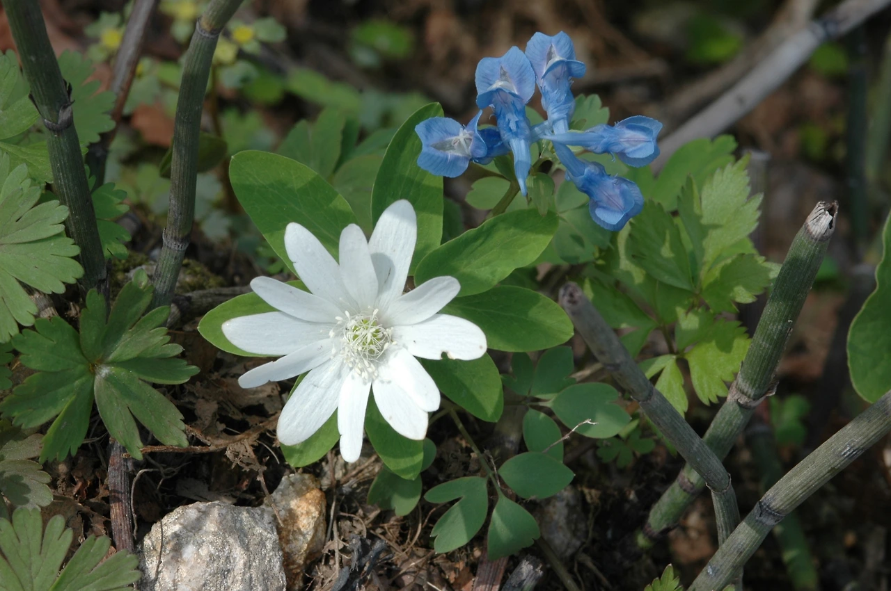 2005-04-30 점봉산 1차 조사 -꿩의바람꽃-2).JPG