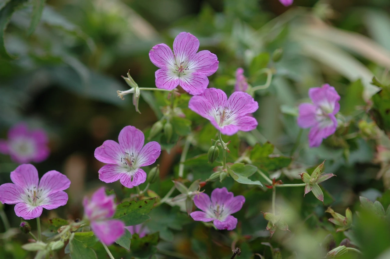 2005-08-25~08-27 7차 조사-선이질풀-3.JPG