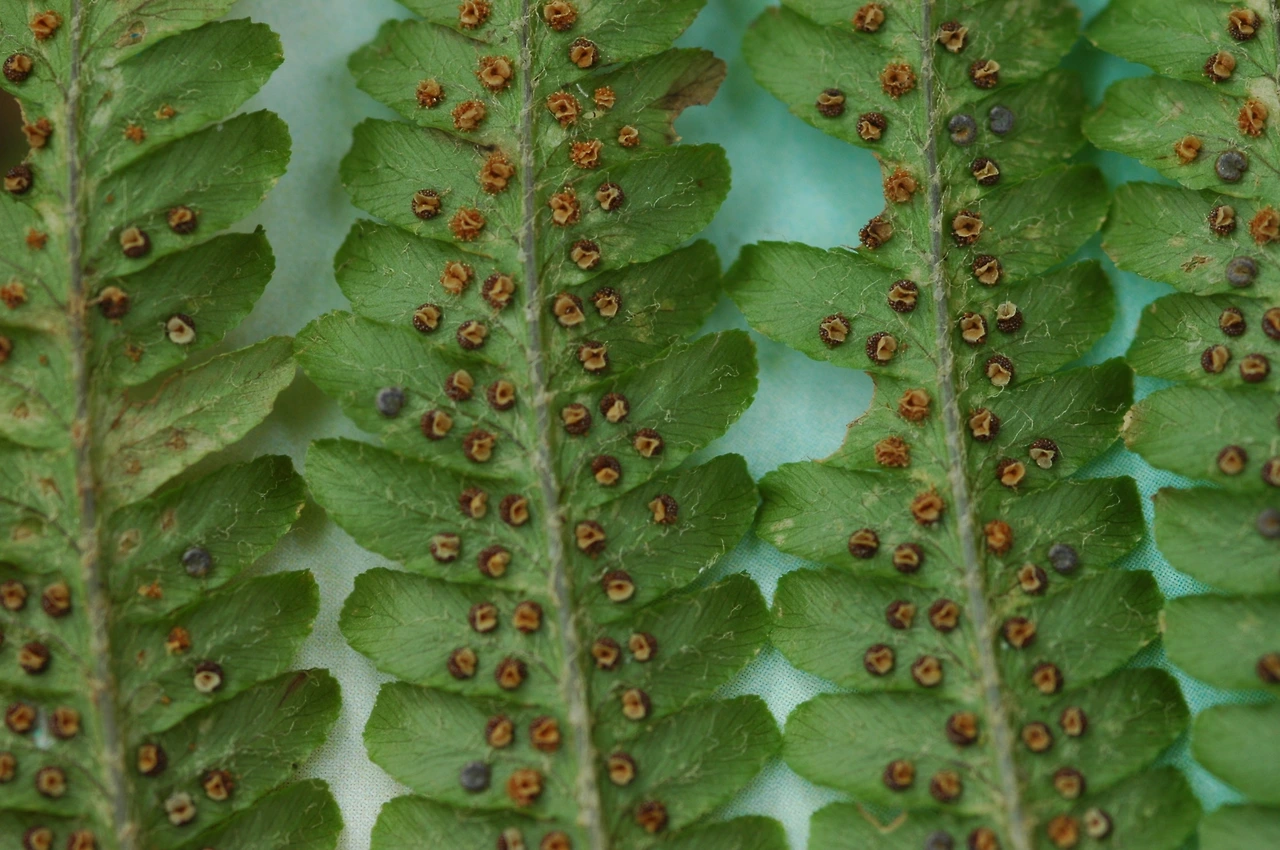 2005-08-25~08-27 7차 조사-관중-1.JPG