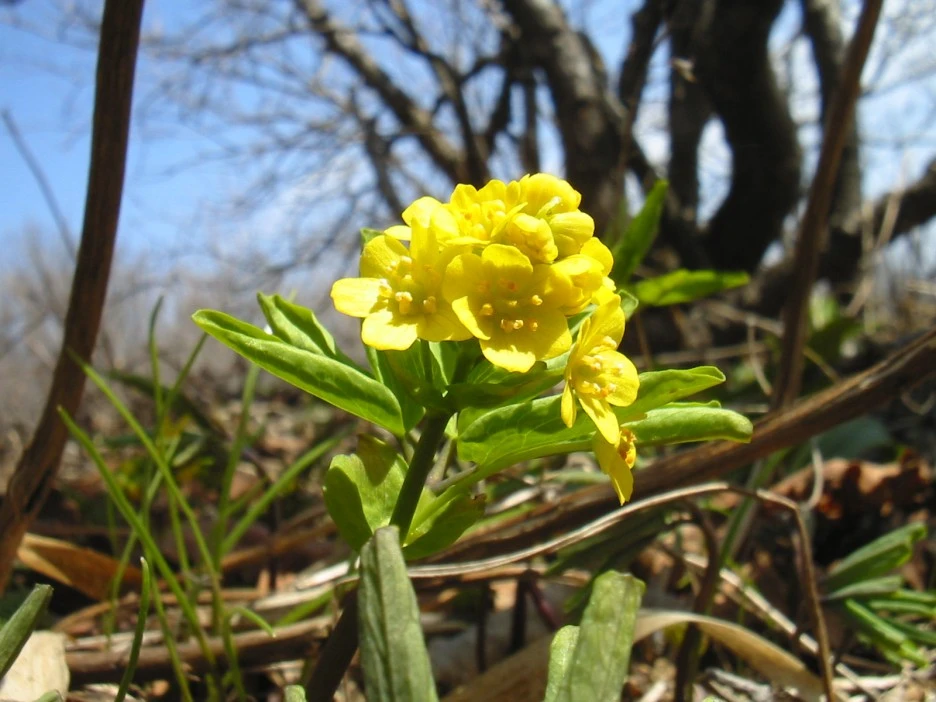 %ED%95%9C%EA%B3%84%EB%A0%B9%ED%92%80.JPG?type=w1