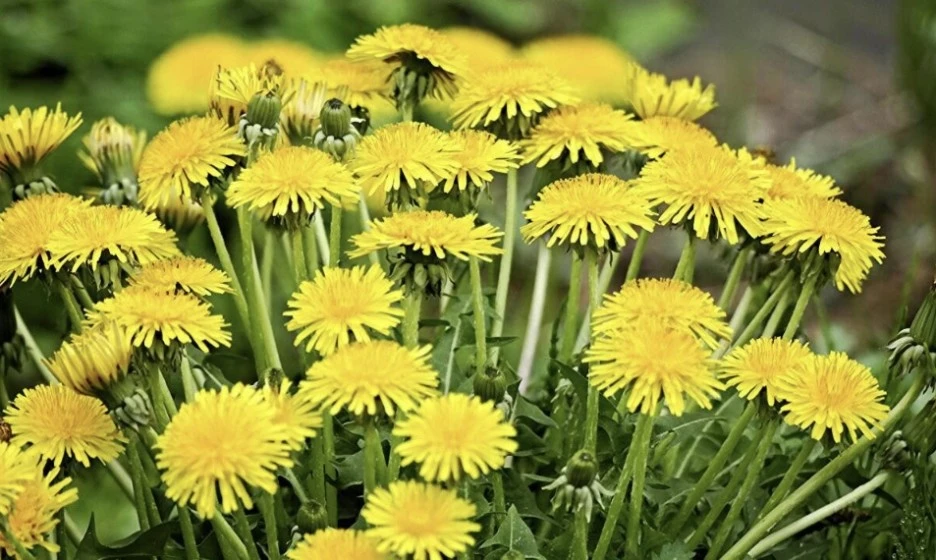 %EB%AF%BC%EB%93%A4%EB%A0%88.jpg?type=w1