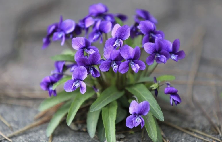 %EC%A0%9C%EB%B9%84%EA%BD%83.jpg?type=w773