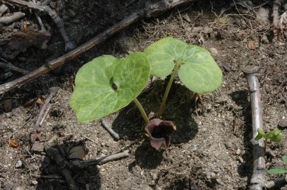 2005-05-01-%EC%A1%B1%EB%91%90%EB%A6%AC%ED%92%80-.JPG?type=w1