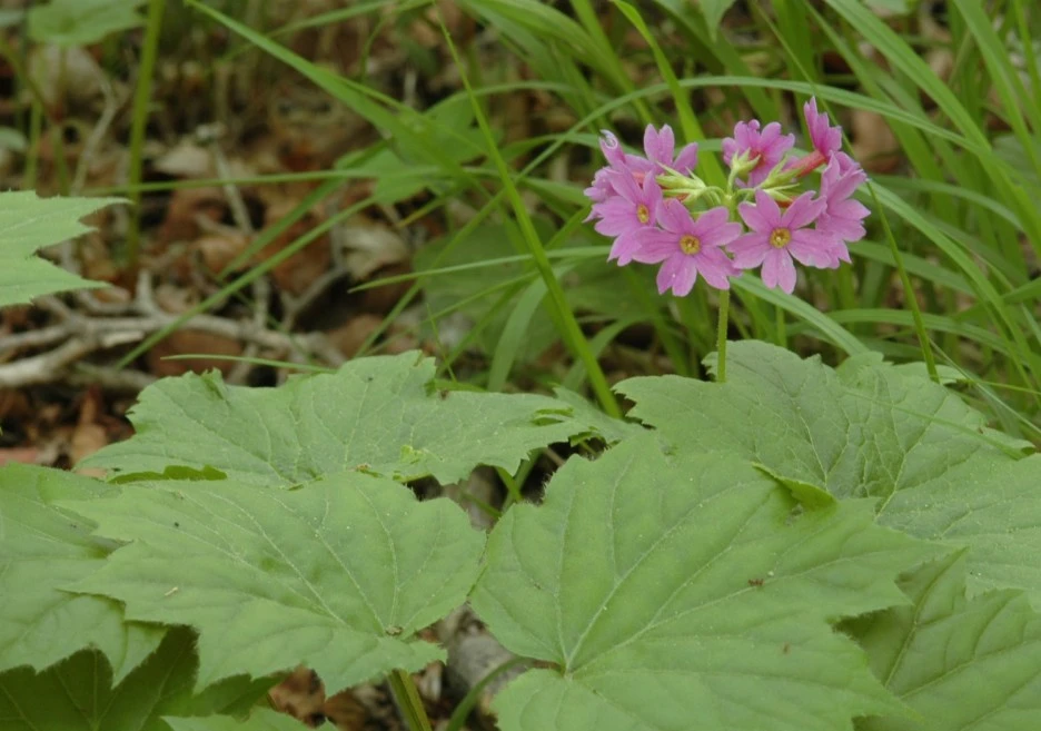 %EB%82%B4%EA%B0%80_%EC%B0%8D%EC%9D%80_%ED%81%B0%EC%95%B5%EC%B4%88.jpg?type=w1