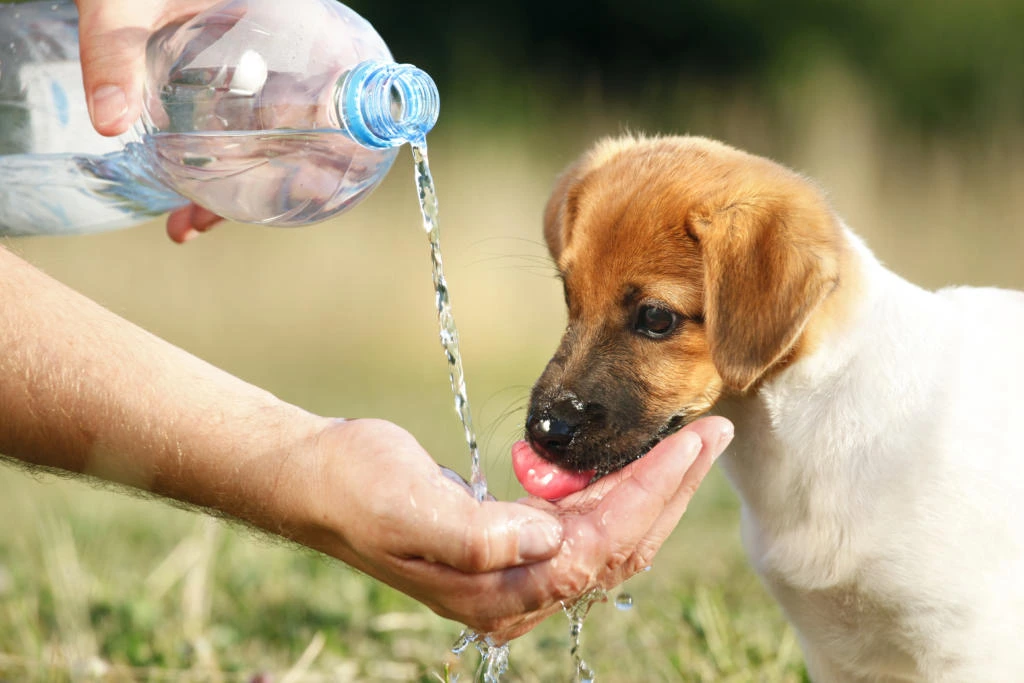 Pets-Hydrate-1024x683.jpeg