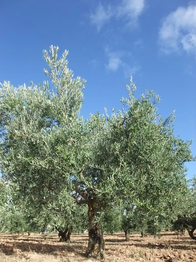 207D77484EEDEBE83E6262