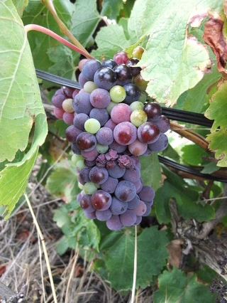 152028454EE4C5AA255439