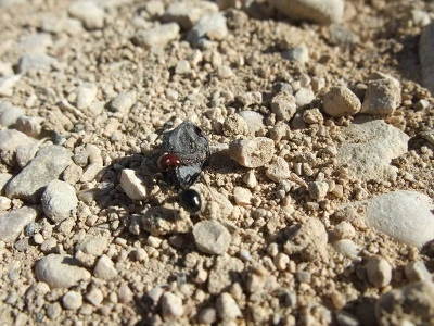 1411553E4EF0A49E2C4B25