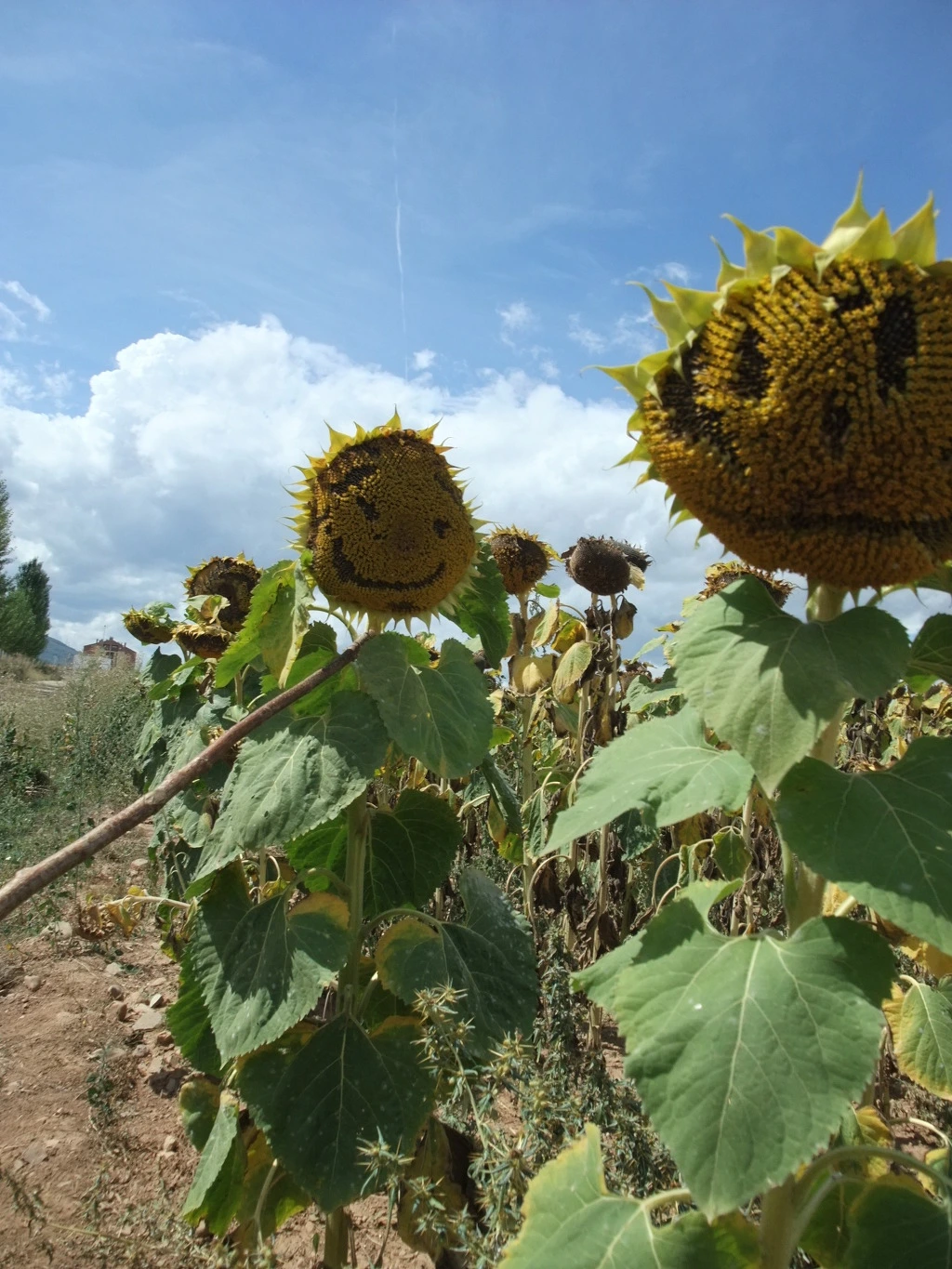 1268574C4F295AA33299B7