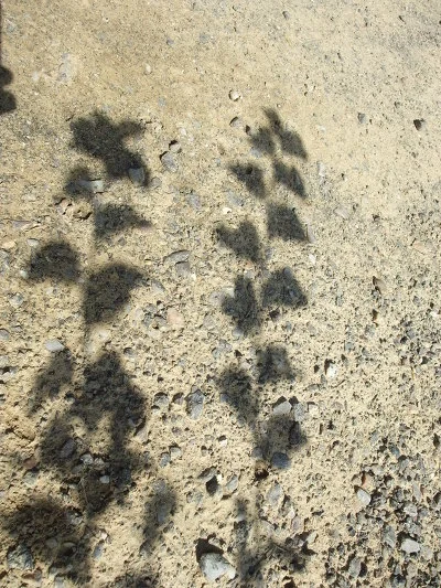 1565734F4F5E0DF30FD500