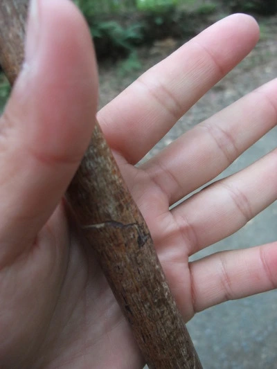 190B6B34502904443DCECD