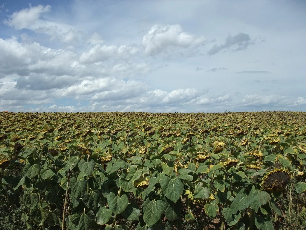 1568574C4F295AA533B6A6