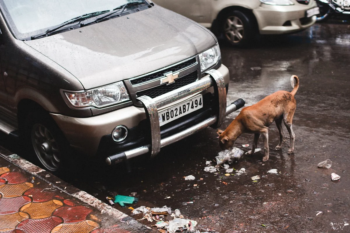 20150730-IMG_7972.jpg?type=w1200