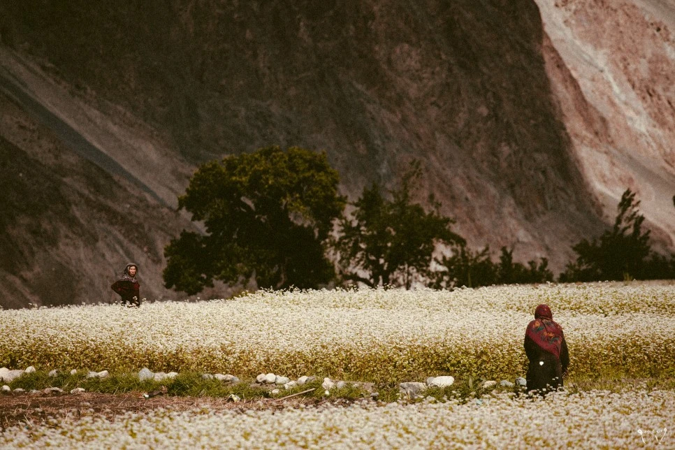 20150829-IMG_5013.jpg?type=w966