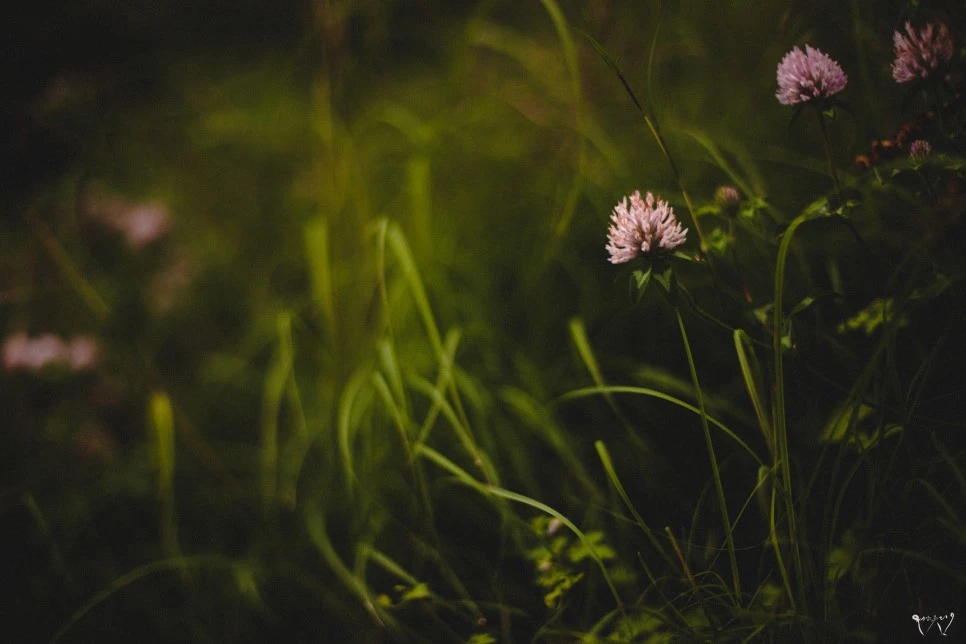 20150819-IMG_0380.jpg?type=w966