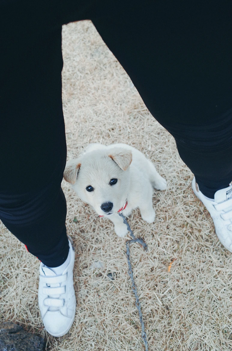 KU001676.png?type=w773