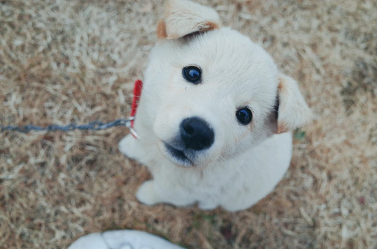 KU001692.png?type=w773