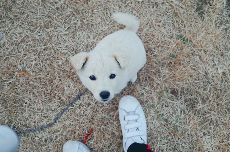 KU001697.png?type=w773