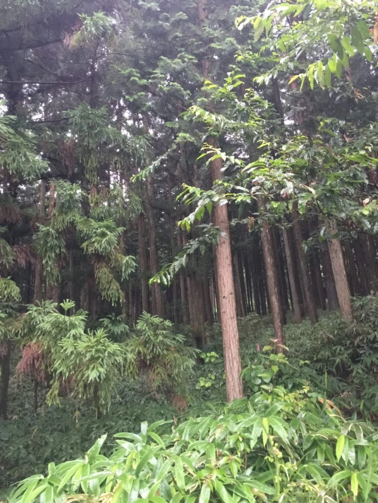 IMG_4475.JPG?type=w740