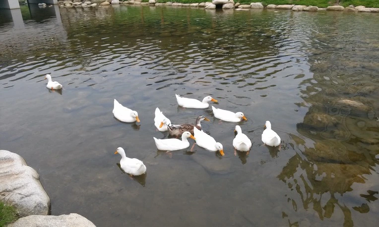 2276B647581AF54A11436D