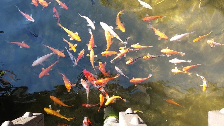 992EAD3359A8A00A3A2D75