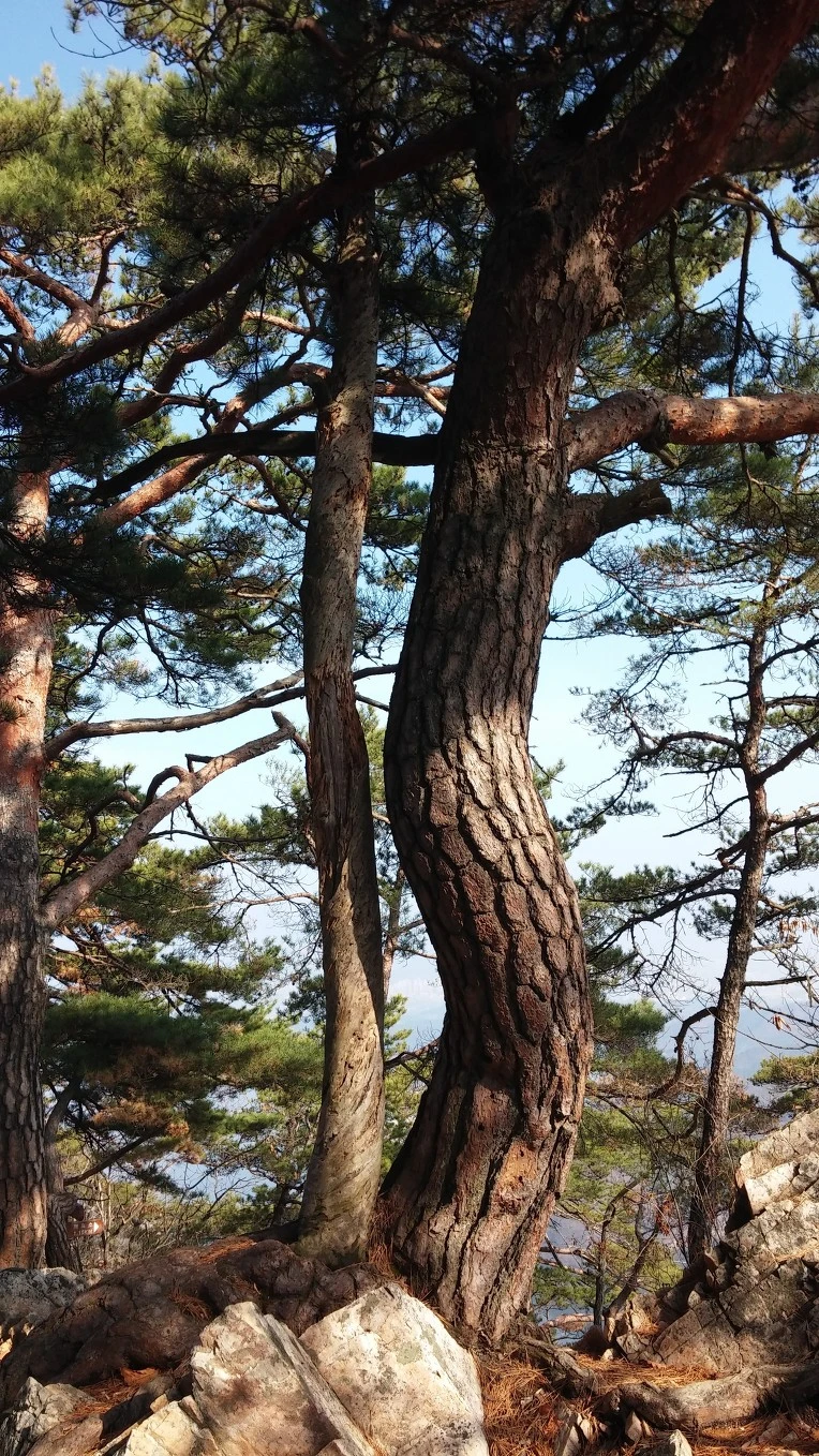 2717164956623ECF266779