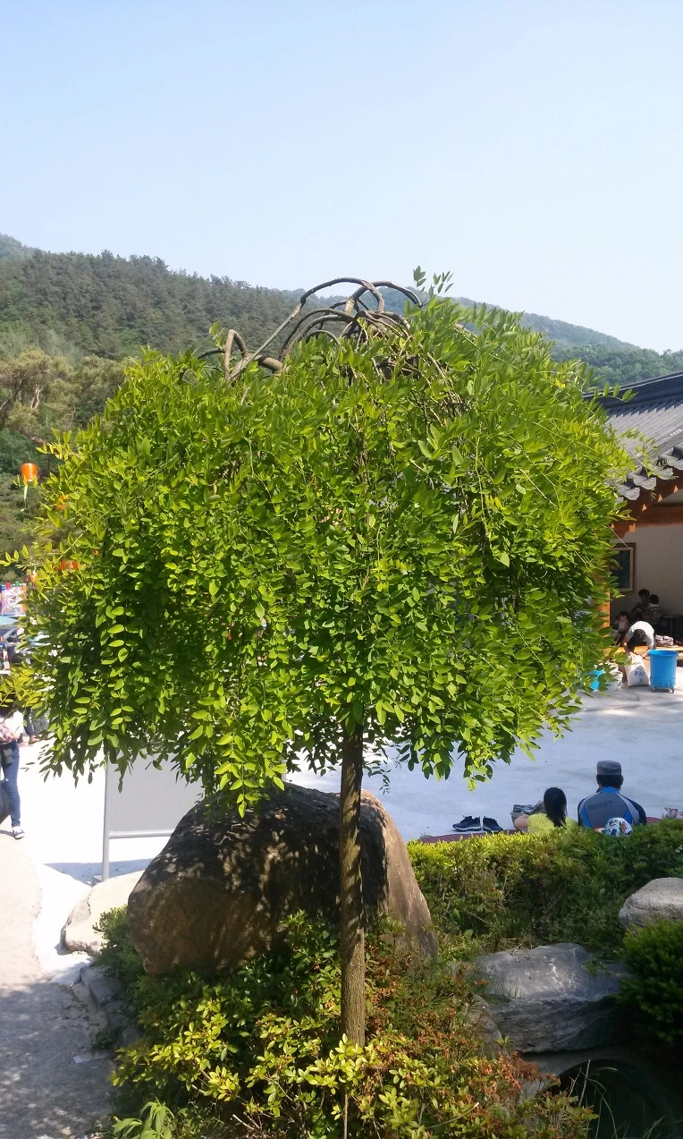 242415335565964B06F442