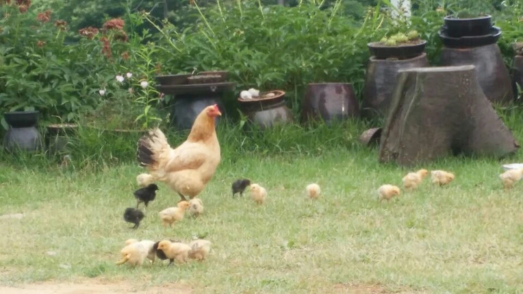 273DC034575E95E8223F19