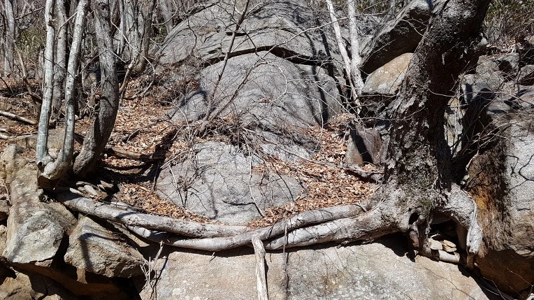 998523355A556BB63341CA