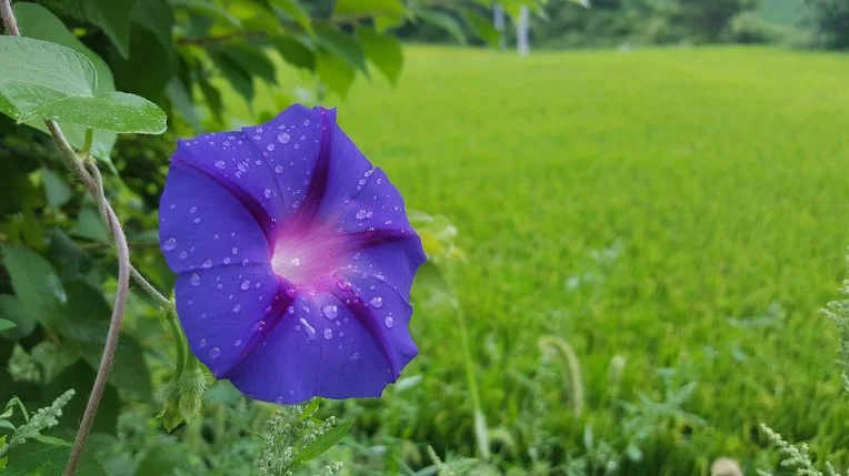 246EAE3D57F350AD3AB47A