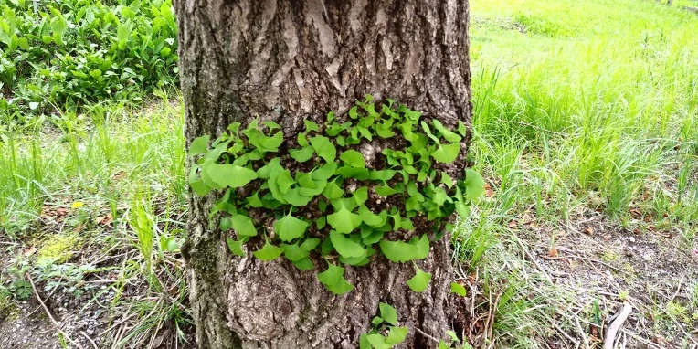 991A47475AF2E24825BABE