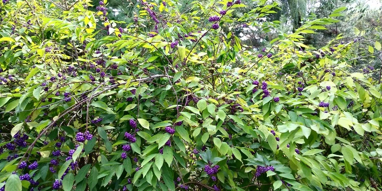 996BEC3359E1A456094D7B