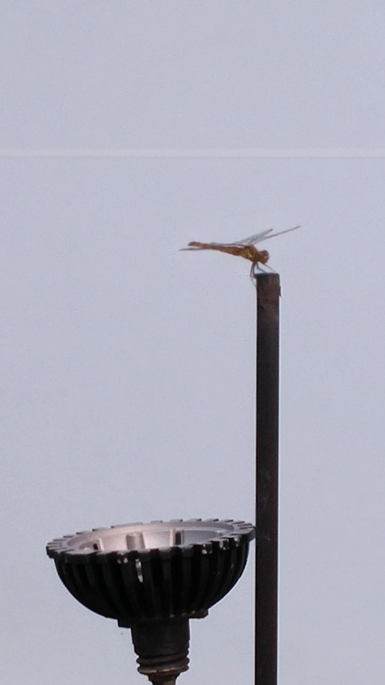 273726475601E48A35AE3B