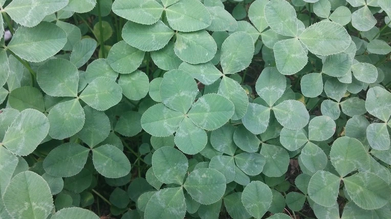 232E7C415797330412EF50