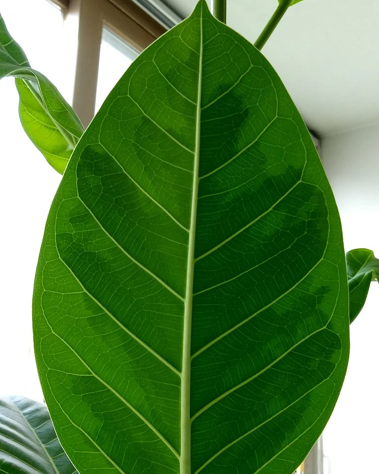 99B9803A5AC20D5E10D9A0