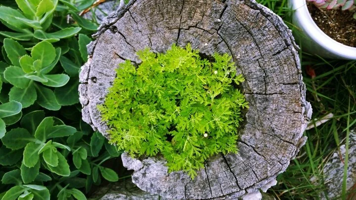 260E0C3C574D5D2C0A9CEC