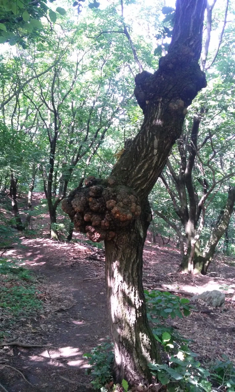 23332F3655B2E17E317665